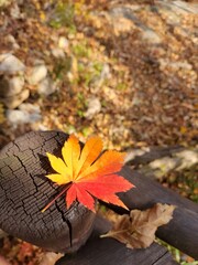 red autumn leaf on the background of the autumn landscape