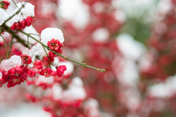 Rote Blüten im Schnee