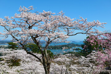 春の三陸復興国立公園。西行戻しの松公園より松島を望む。宮城、日本。4月中旬。