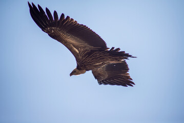 Eagle in flight gliding towards the sky