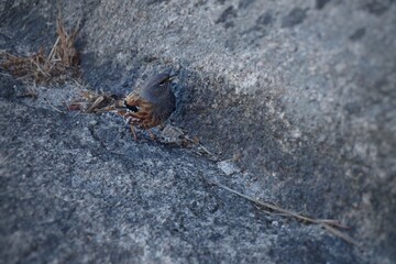 sparrow sits on gray stones. small bird close-up.