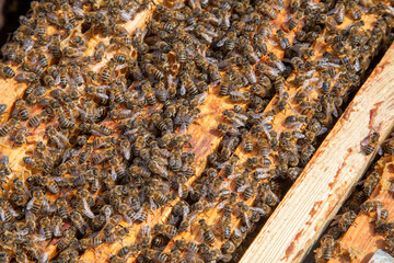 Open hive showing the bees swarming on a honeycomb..