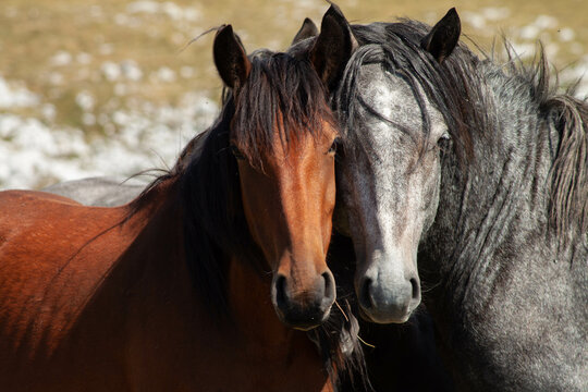 Two wild horses with their faces close together