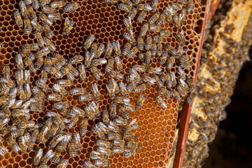 Working bees in a hive on honeycomb. Close up view of the working bees on honeycomb. .