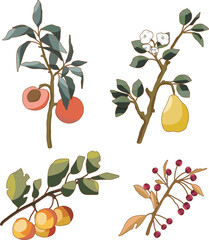 Vector fruits and berries. Fruit trees. Apples, peach, pear and berries on a branch.