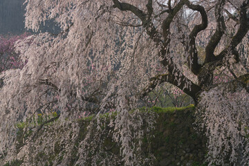 Matabe cherry blossoms in full bloom