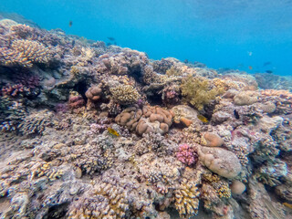 Underwater life of reef with corals and tropical fish. Coral Reef at the Red Sea, Egypt.