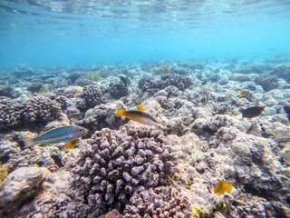 Birdmouth wrasse (Gomphosus Caeruleus) at coral reef..