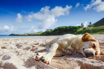 Sweet puppy laying on the beach