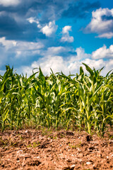 Champ de ma&iuml;s et ciel bleu
