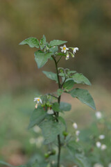 White blossoms of black nightshade (Solanum nigrum).