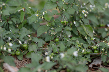 Immature berries and white blossoms of black nightshade (Solanum nigrum). - obrazy, fototapety, plakaty