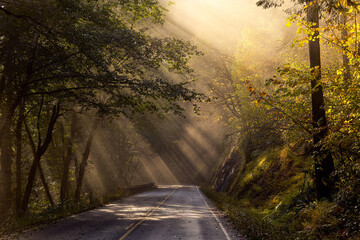 Road through a Misty Forest