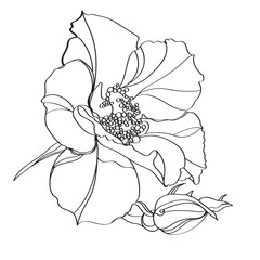 hand drawn sketch of rose