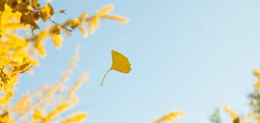 秋晴れに映えるイチョウの木から舞い落ちる葉