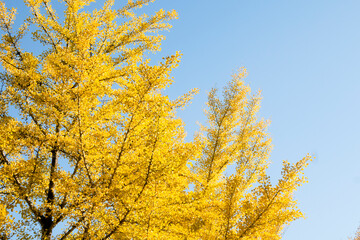秋晴れの朝に映えるイチョウの木々