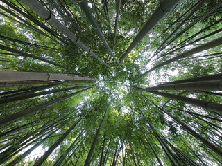 Fototapeta na wymiar The bamboo forest inside the city.