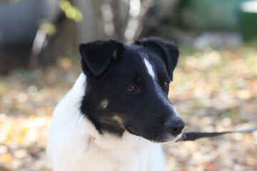 black and white dog full closeup on green grass background