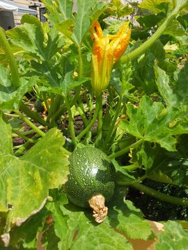 Courgette ronde et sa fleur.