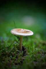 kleiner Pilz