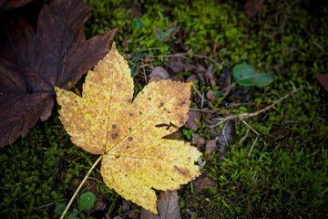 gelbes Blatt im Herbst