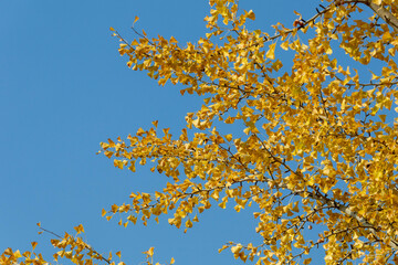 色づいた秋の風景の公園