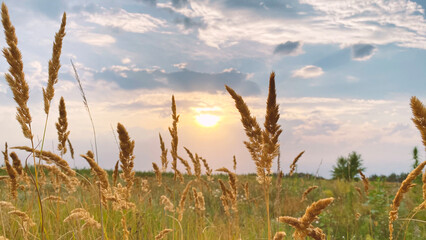 Wheat field in the sunset