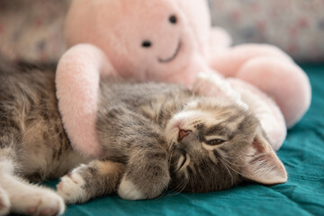 Sweet tabby kitten sleeping with octopus toy 2