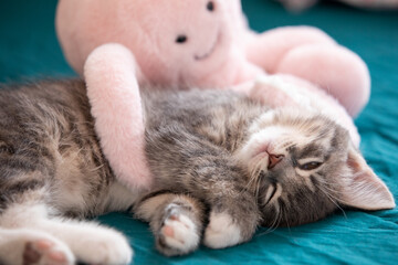Sweet tabby kitten sleeping with octopus toy 3