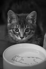 Little kitten with her bowl of water