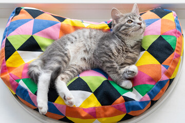 Tabby kitten on a colorful pillow 1