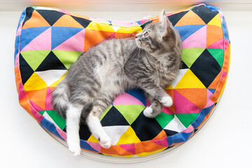Tabby kitten on a colorful pillow 2