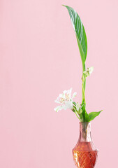 white flowers in pink glass vase on pink background