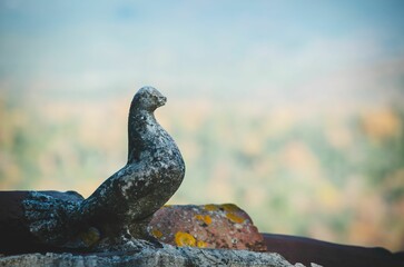 Nahaufnahme einer Steinstatue eines Vogels in einem unscharfen Hintergrund bei Tageslicht