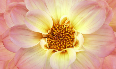 Yellow-red   dahlia. Flower on a white isolated background with clipping path.  For design.  Closeup.  Nature.