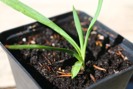 yucca jukka juka ogrodowa