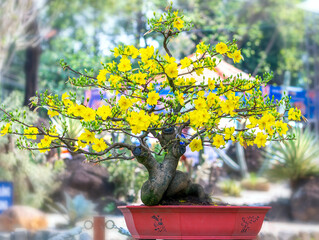Apricot bonsai tree blooming with yellow flowering branches curving create unique beauty. This is a...