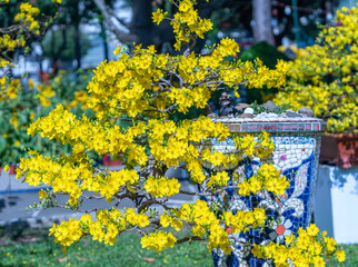 Apricot bonsai tree blooming with yellow flowering branches curving create unique beauty. This is a...
