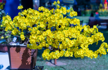Fototapeta na wymiar Apricot bonsai tree blooming with yellow flowering branches curving create unique beauty. This is a special wrong tree symbolizes luck, prosperity in spring Vietnam Lunar New Year 2022