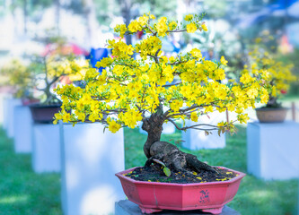Apricot bonsai tree blooming with yellow flowering branches curving create unique beauty. This is a special wrong tree symbolizes luck, prosperity in spring Vietnam Lunar New Year 2022