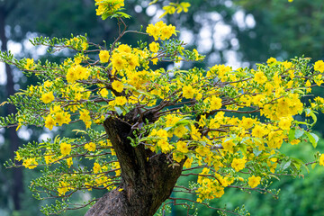 Apricot bonsai tree blooming with yellow flowering branches curving create unique beauty. This is a...
