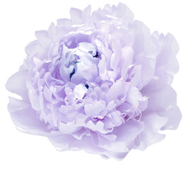 Purple peony flower  on  isolated background with clipping path. Closeup. For design. Transparent...