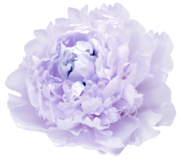 Purple peony flower  on  isolated background with clipping path. Closeup. For design. Transparent background.   Nature.