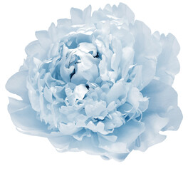 Blue  peony flower  on  isolated background with clipping path. Closeup. For design. Transparent background.   Nature.
