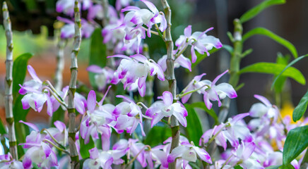Dendrobium flowers bloom in spring lunar new year 2022 adorn the beauty of nature, a rare wild orchid decorated in tropical gardens 