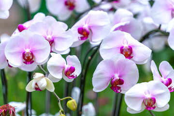 Fototapeta na wymiar Phalaenopsis orchids flowers bloom in spring lunar new year 2022 adorn the beauty of nature, a rare wild orchid decorated in tropical gardens 