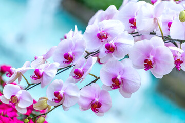 Phalaenopsis orchids flowers bloom in spring lunar new year 2022 adorn the beauty of nature, a rare...