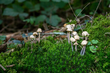 fungi © Herbert