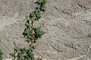 Ivy tendril on a rough plastered wall. Copy space, place for text.
