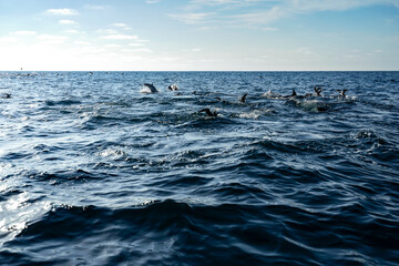 Common Dolphins and black cormorand birds feeding in the blue Pacific ocean near San Diego coast